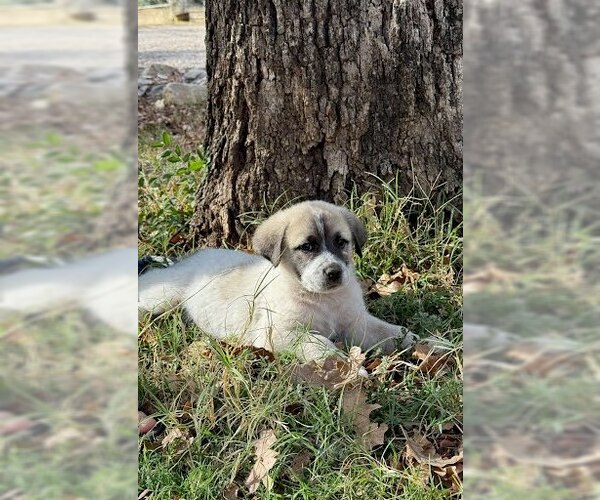 Medium Photo #1 Great Pyrenees-Unknown Mix Puppy For Sale in Winter Park, CO, USA