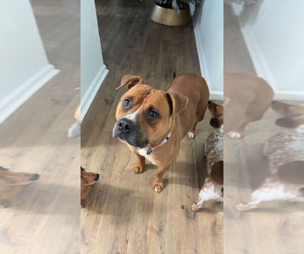 Medium Photo #4 Mutt Puppy For Sale in Boston, MA, USA