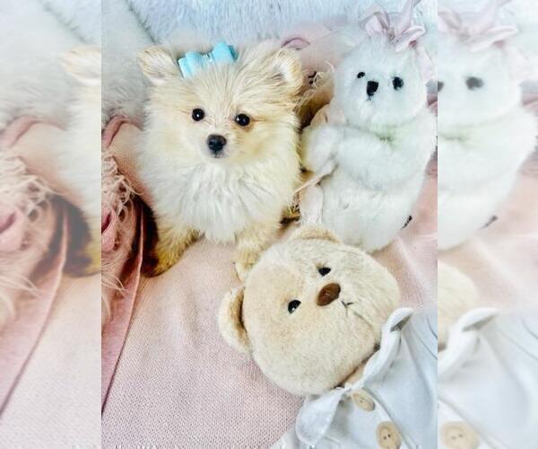 Medium Photo #16 Pomeranian Puppy For Sale in DACULA, GA, USA