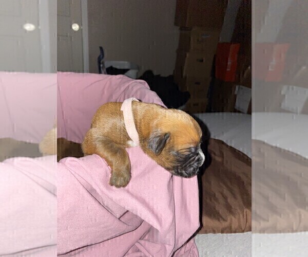 Medium Photo #9 Boxer Puppy For Sale in COWETA, OK, USA