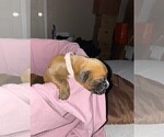 Small Photo #9 Boxer Puppy For Sale in COWETA, OK, USA