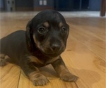 Puppy Puppy 3 Dachshund