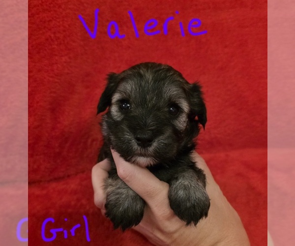 Medium Photo #2 Chizer Puppy For Sale in MONTEZUMA, GA, USA