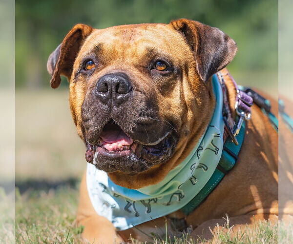 Medium Photo #2 Bullmastiff-Rottweiler Mix Puppy For Sale in Lawrenceville, NJ, USA