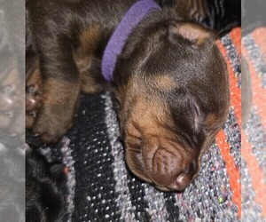 Medium Doberman Pinscher