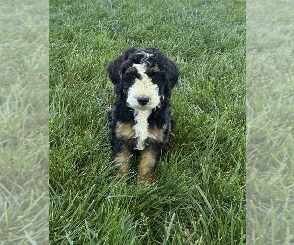 Medium Photo #1 Bernedoodle Puppy For Sale in SYRACUSE, UT, USA
