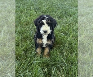 Bernedoodle Puppy for sale in SYRACUSE, UT, USA