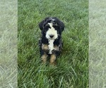 Small Bernedoodle
