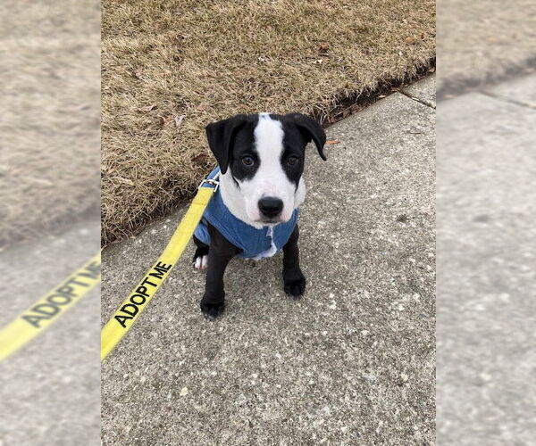 Medium Photo #9 Labrador Retriever-Unknown Mix Puppy For Sale in Plainfield, IL, USA