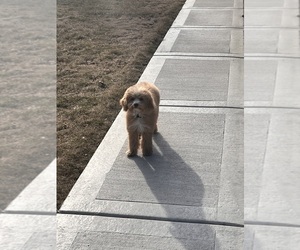 Poochon Puppy for sale in MILWAUKEE, WI, USA