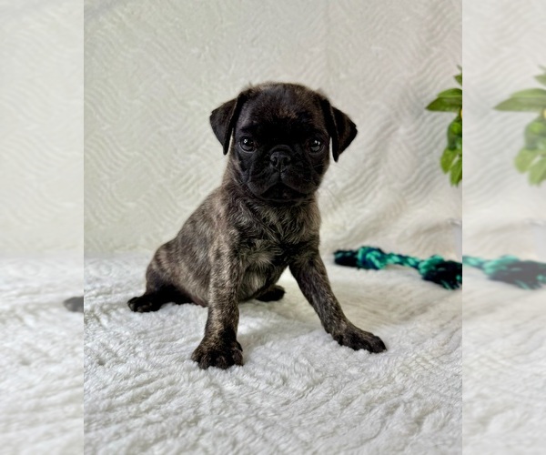 Medium Photo #1 Pug Puppy For Sale in GREENFIELD, IN, USA
