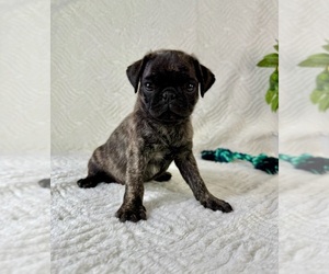 Pug Puppy for sale in GREENFIELD, IN, USA