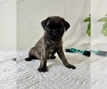 Small Pug