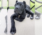 Small #28 Cane Corso