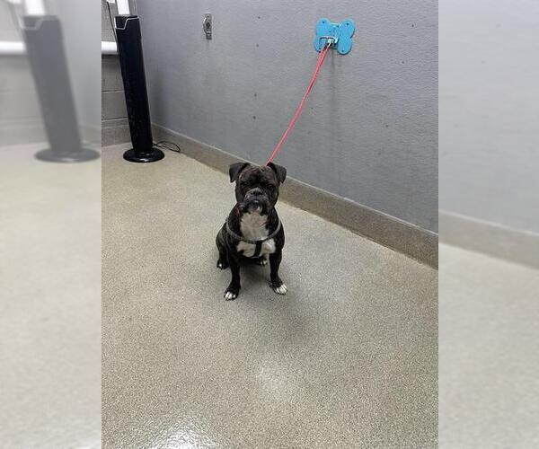 Medium Photo #1 Bulldog-Unknown Mix Puppy For Sale in Las Vegas, NV, USA