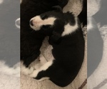 Small Photo #10 Australian Cattle Dog-Border Collie Mix Puppy For Sale in ODIN, IL, USA