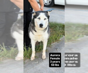 Siberian Husky Dogs for adoption in Oceanside, CA, USA