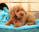 Small #8 Cavapoo