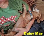 Small Photo #26 Dachshund Puppy For Sale in San Antonio, TX, USA