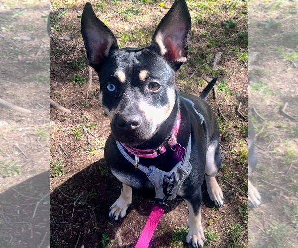 Medium Photo #3 Australian Kelpie-Unknown Mix Puppy For Sale in Corona, CA, USA