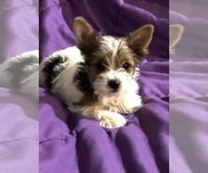 Yorkshire Terrier Puppy for sale in HOUSTON, MO, USA