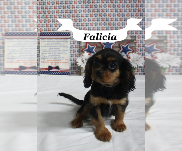 Medium Photo #15 Cavalier King Charles Spaniel Puppy For Sale in CHANUTE, KS, USA
