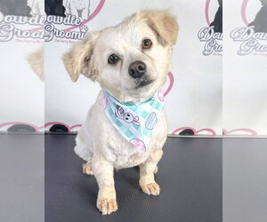 Poodle (Miniature)-Unknown Mix Dogs for adoption in Corona, CA, USA