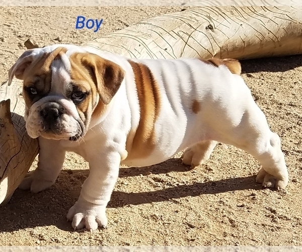 Medium Photo #7 English Bulldog Puppy For Sale in VICTORVILLE, CA, USA