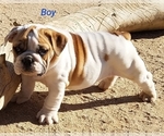 Small #5 English Bulldog