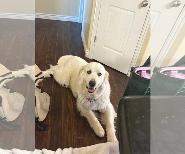 Medium Photo #2 Great Pyrenees Puppy For Sale in Bountiful, UT, USA