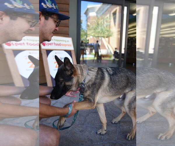 Medium Photo #2 German Shepherd Dog Puppy For Sale in Modesto, CA, USA
