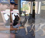 Small #1 German Shepherd Dog