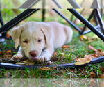 Casper - Male Chesapeake Bay Retriever-Colonial Cocker Spaniel Mix Dog for Adoption - Small photo
