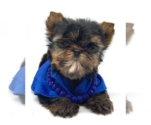 Yorkshire Terrier Puppy for sale in CORAL SPRINGS, FL, USA