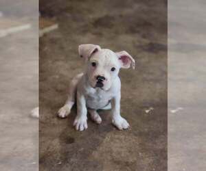 Mutt Dogs for adoption in Candler, NC, USA