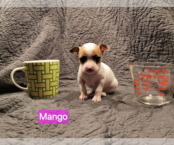 Medium Photo #2 Jack Chi Puppy For Sale in Aurora, IN, USA