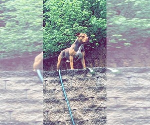 American Pit Bull Terrier Dogs for adoption in PLACERVILLE, CA, USA