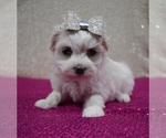 Puppy 4 Maltese-Poodle (Toy) Mix