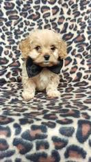 Cavachon Puppy for sale in EDEN, PA, USA