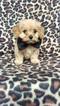 Small Photo #1 Cavachon Puppy For Sale in EDEN, PA, USA