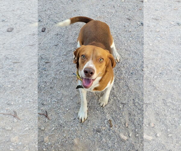 Medium Photo #4 Beagle Puppy For Sale in Las Vegas, NV, USA