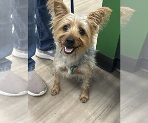 Mutt Dogs for adoption in Washington, DC, USA