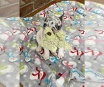 Small Photo #2 French Bulldog Puppy For Sale in POPLAR GROVE, IL, USA