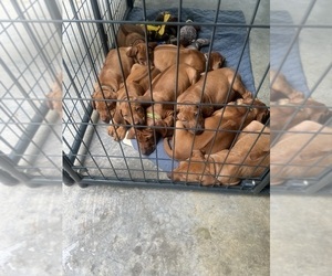 Rhodesian Ridgeback Puppy for sale in LA FAYETTE, GA, USA