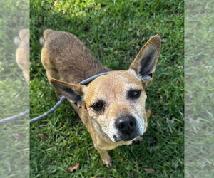 Paco - Male Chihuahua-Unknown Mix Dog for Adoption - Photo #2