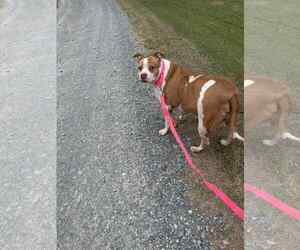 Pumpkin Latte - Female American Staffordshire Terrier-Unknown Mix Dog for Adoption - Photo #16