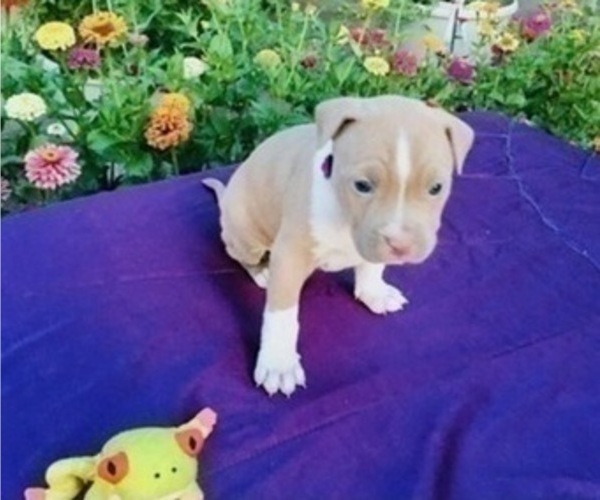 Medium Photo #8 American Pit Bull Terrier Puppy For Sale in ABERDEEN, SD, USA