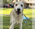 Small Labrador Retriever Mix