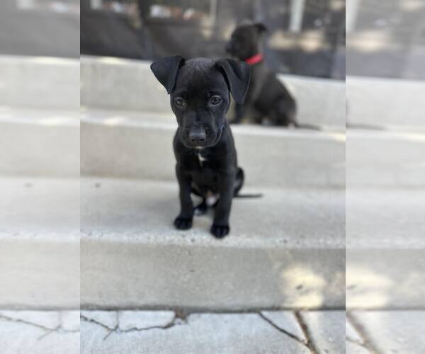 Medium Photo #1 Mutt Puppy For Sale in Sandy, UT, USA