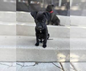 Mutt Dogs for adoption in Sandy, UT, USA